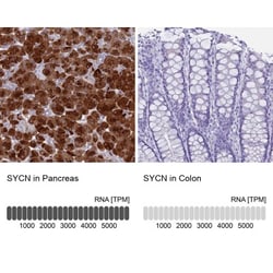 Syncollin Antibody, Novus Biologicals:Antibodies:Primary Antibodies